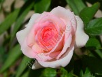 Trandafir Ina 3.jpg
