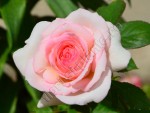 Trandafir Ina 2.jpg