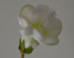 Gloxinia Sweet cream 2.jpg