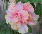 Hibiscus roz pal 11.jpg