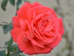 Trandafir 4.jpg