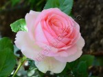 Trandafir Ina 4.jpg