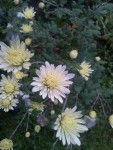 08 - Chrysanthemum - alba - 20.10.2014.jpg