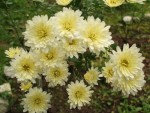 15 - Chrysanthemum - crem - 29.10.2014.jpg