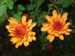 09 - Chrysanthemum - rosie - 29.10.2014.jpg