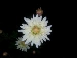 30 - Chrysanthemum - crem - 31.10.2015.jpg