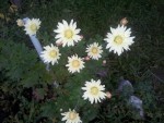 29 - Chrysanthemum - crem - 31.10.2015.jpg