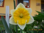 05 - Narcissus Orangery - 07.04.2016.jpg