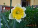 06 - Narcissus Orangery - 07.04.2016.jpg