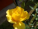32 - Trandafir galben catarator - 17.05.2016.jpg