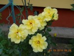 38 - Trandafir galben catarator - 24.05.2016.jpg