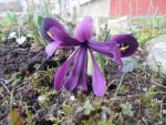 12 - Iris Histrioides George - 16.03.2017.jpg
