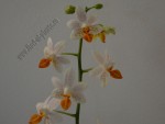 Phalaenopsis alb flori mini 1.jpg