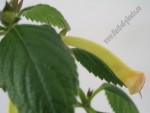 Achimenes Strawberry Lemon 1.jpg