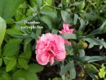 43 - Dyanthus caryophyllus - roz - 04.05.2018.jpg