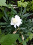08 - Dianthus caryophyllus - alba - 03.05.2018.jpg