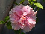 Hibiscus roz pal 12.jpg
