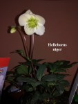 11 - Helleborus niger - 07.01.2019.jpg