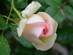 Trandafir Ina 15.jpg