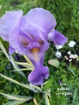 10 - Iris pallida variegata - 12.05.2018.jpg