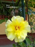 92 - Trandafir galben catarator - 08.06.2019.jpg