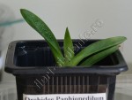 Orhidee Paphiopedilum 2.jpg