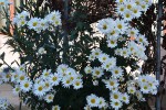 Crizantema margareta 3.jpg