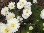 64 - Chrysanthemum - 19.11.2019.jpg