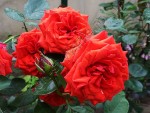 Trandafir Bacarra 1.jpg