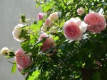 Trandafir Ina 29.jpg