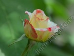 Trandafir Printesa Farah 1.jpg