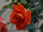 Trandafir 3.jpg