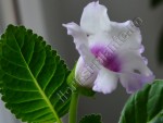 Gloxinia Lilac tenderness 2.jpg