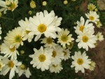 09 - Chrysanthemum - alba - 29.10.2014.jpg