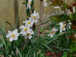 Narcisa alba 4.jpg