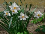 Narcisa alba 3.jpg