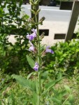 12 - Salvia officinalis - 04.05.2018.jpg