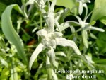 11 - Leontopodium alpinum - Floare-de-colt - 03.05.2018.jpg