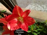 15 - Amaryllis Christmas Star - 07.01.2019.jpg