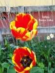 36 - Tulip Banja Luka - 16.04.2019b.jpg