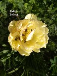 16 - Tulipa Belicia - 24.04.2019b.jpg