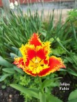25 - Tulipa Fabio - 21.04.2019b.jpg