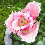 22 - Tulipa Fancy Frills - 08.05.2019b.jpg