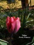 38 - Tulipa Pretty Princess - 24.04.2019.jpg