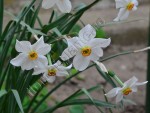 Narcisa alba 5.jpg