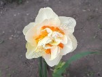Narcisa alba 12.jpg