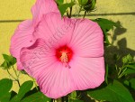 hibiscus Mauvelous 1.jpg