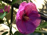 Hibiscus 54 1.jpg